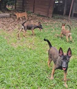 Belgium Shepherd