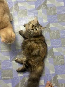 Female Munchkin