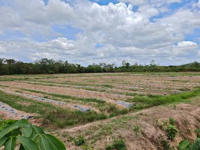 Agricultural Land in Pokok Sena, KDH