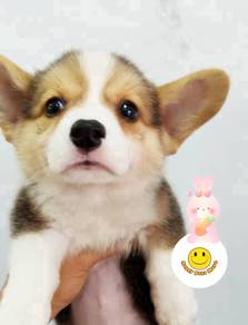 H3376 Welsh Corgi TRI COLOR puppies