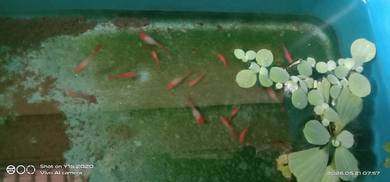 guppy red koi