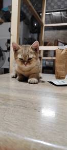 Bsh tabby makarel