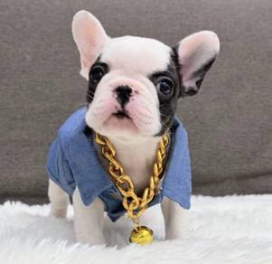 FRENCH BULLDOG PUPPIES VIP271🌻Cute & Healthy Girl