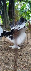 Merpati merak ori