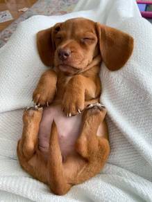 Warm-hearted Dachshund little paaws and a happy he