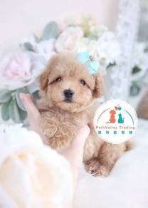 POODLE toy