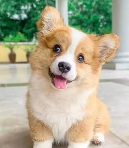 corgi for sale 