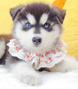 WOOLY Husky