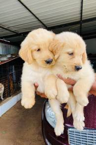 golden retriever 