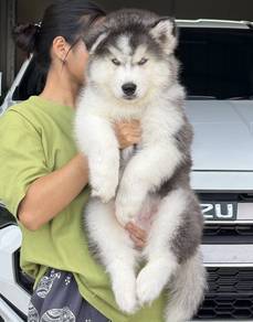 SIBERIAN HUSK PUPPIES 🌻 Boy~Girl Sb122