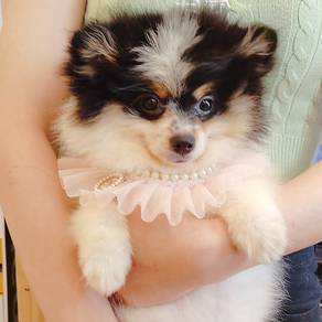 Pomeranian