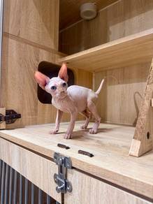 sphynx can deliver to Singapore pet