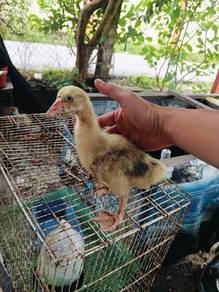 anak angsa mix betina