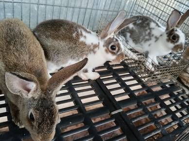 Arnab Mini Rex 