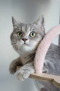 British shorthair blue golden male