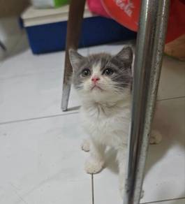 bsh bi colour 