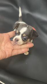 Special Color Male Chihuahua Puppy