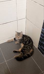 Bsh Mix Bengal