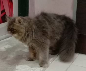 Kitten Persian