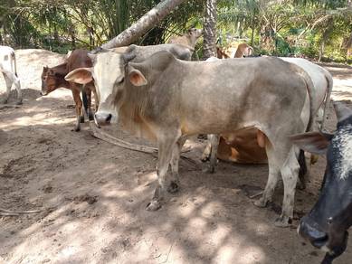 Lembu Korban