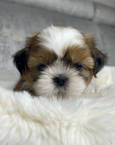 K5271 Puppers Adorable Teddy Bear Companion Dog