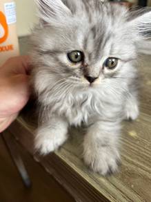 Persian male kitten