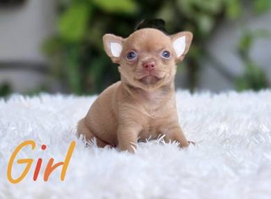 CHIHUAHUA PUPPIES CH239🌷 Head Apple Girl