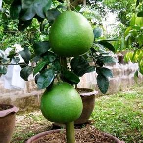 Benih limau sunkis bali