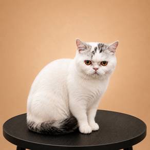 Munchkin British Short Hair