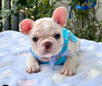FRENCH BULLDOG PUPPIES🌻A190 Female