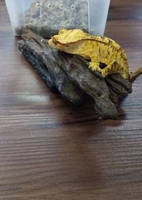 Crested gecko 