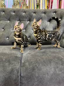 Anak kucing bengal