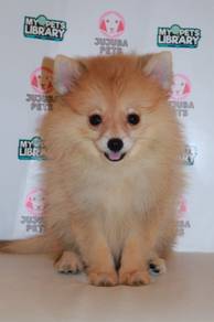 f3 Fluffy Pomeranian Dog