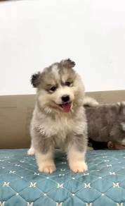 Wooly husky silver male female