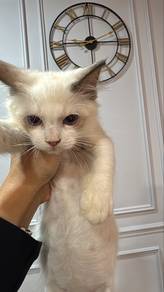 kitten ragdoll