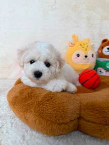 Bichon Frise
