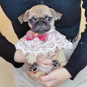 Pug