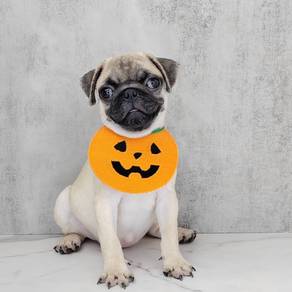 Pug