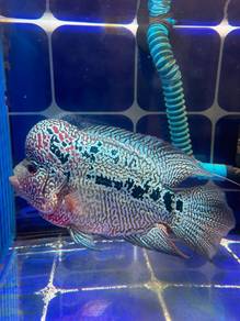 Kamfa Flowerhorn For Sale