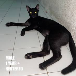Cat Free Adoption / Kucing Percuma