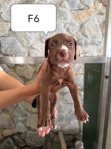 XL Pitbull