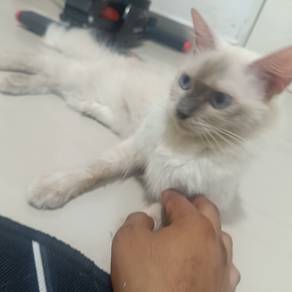 kucing ragdoll mix 