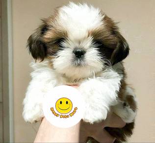 F1_BB606 Shih Tzu puppies dogs