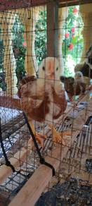 Anak Ayam RIR