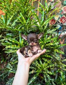 chihuahua puppy 2
