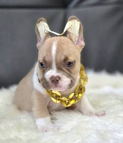 FRENCH BULLDOG PUPPIES FB240🌻Cute Puppy Available