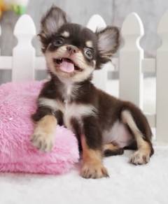 CHIHUAHUA PUPPIES VIP05 🌷Head Apple Bonnie Dog