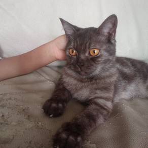 BSH mix PERSIAN (MALE)