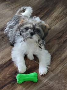 G7713 Silky Shih Tzu Teddy Face Fluffy Puppy Dog