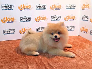 Pomeranian  bear 270826